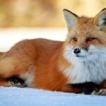 The Charming World of “cute:vckxjxf4zh0= fox” – What Is It?