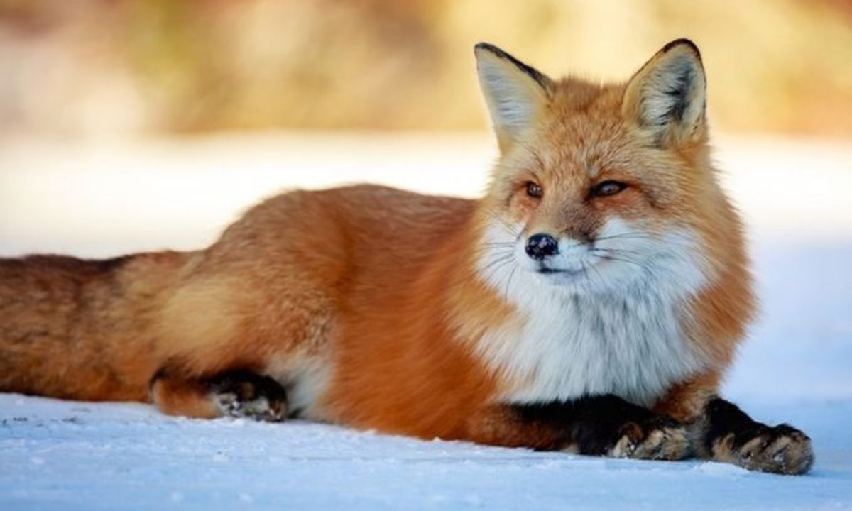 The Charming World of “cute:vckxjxf4zh0= fox” – What Is It?