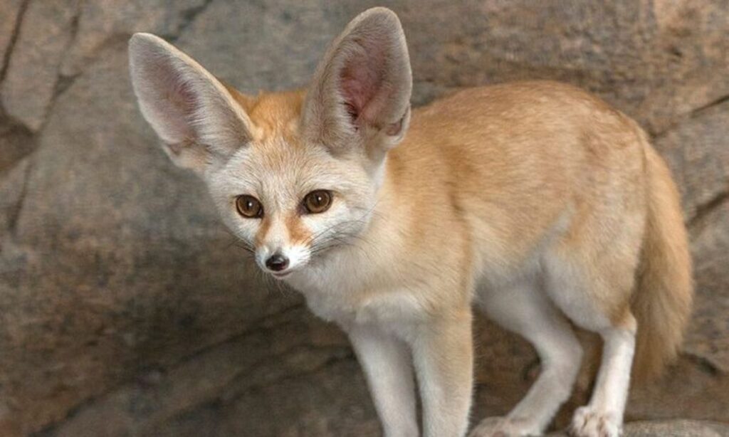 The Fennec Fox: A Prime Example of the "Cute= Fox"